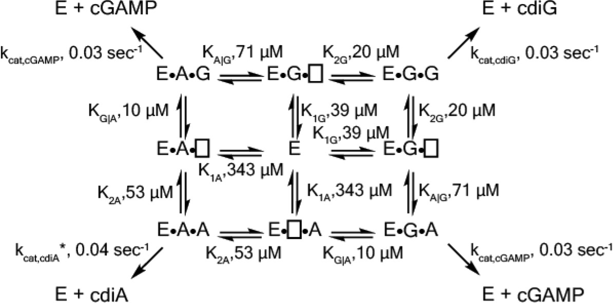 Structure and mechanism of a Hypr GGDEF enzyme that