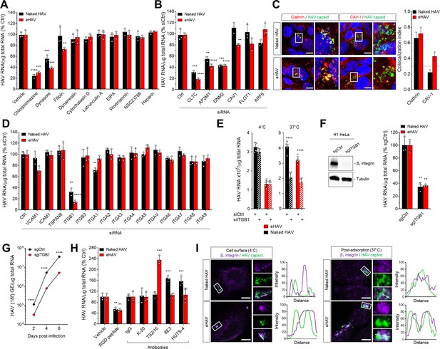 Cellular entry and uncoating of naked and quasi-enveloped human ...