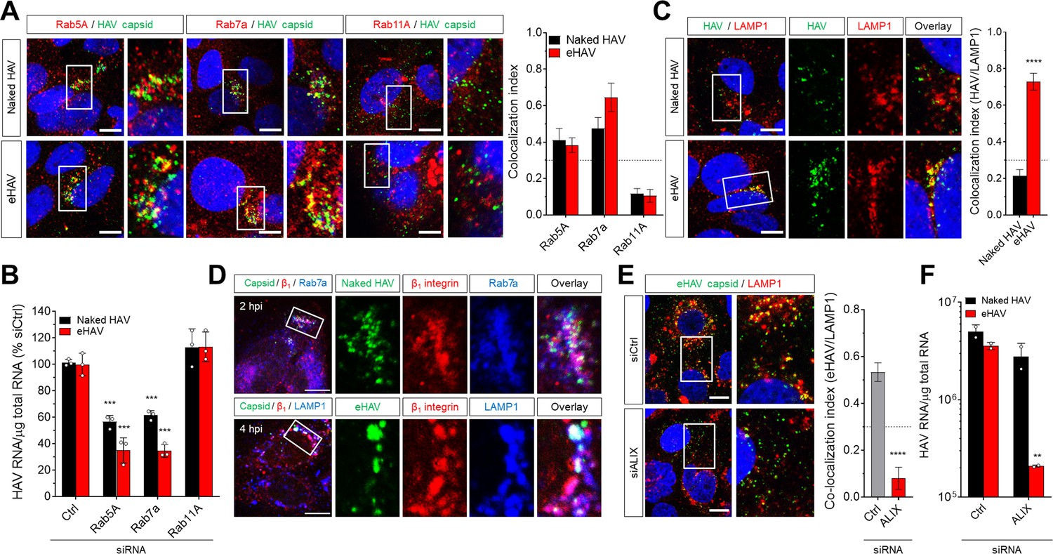 Figures And Data In Cellular Entry And Uncoating Of Naked And Quasi