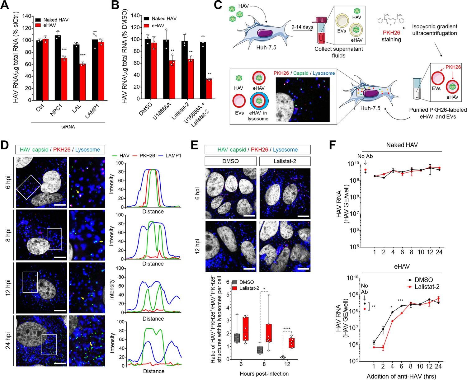 Cellular Entry And Uncoating Of Naked And Quasi Enveloped Human