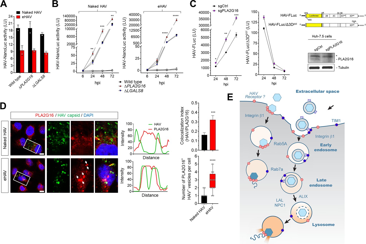 Cellular Entry And Uncoating Of Naked And Quasi Enveloped Human