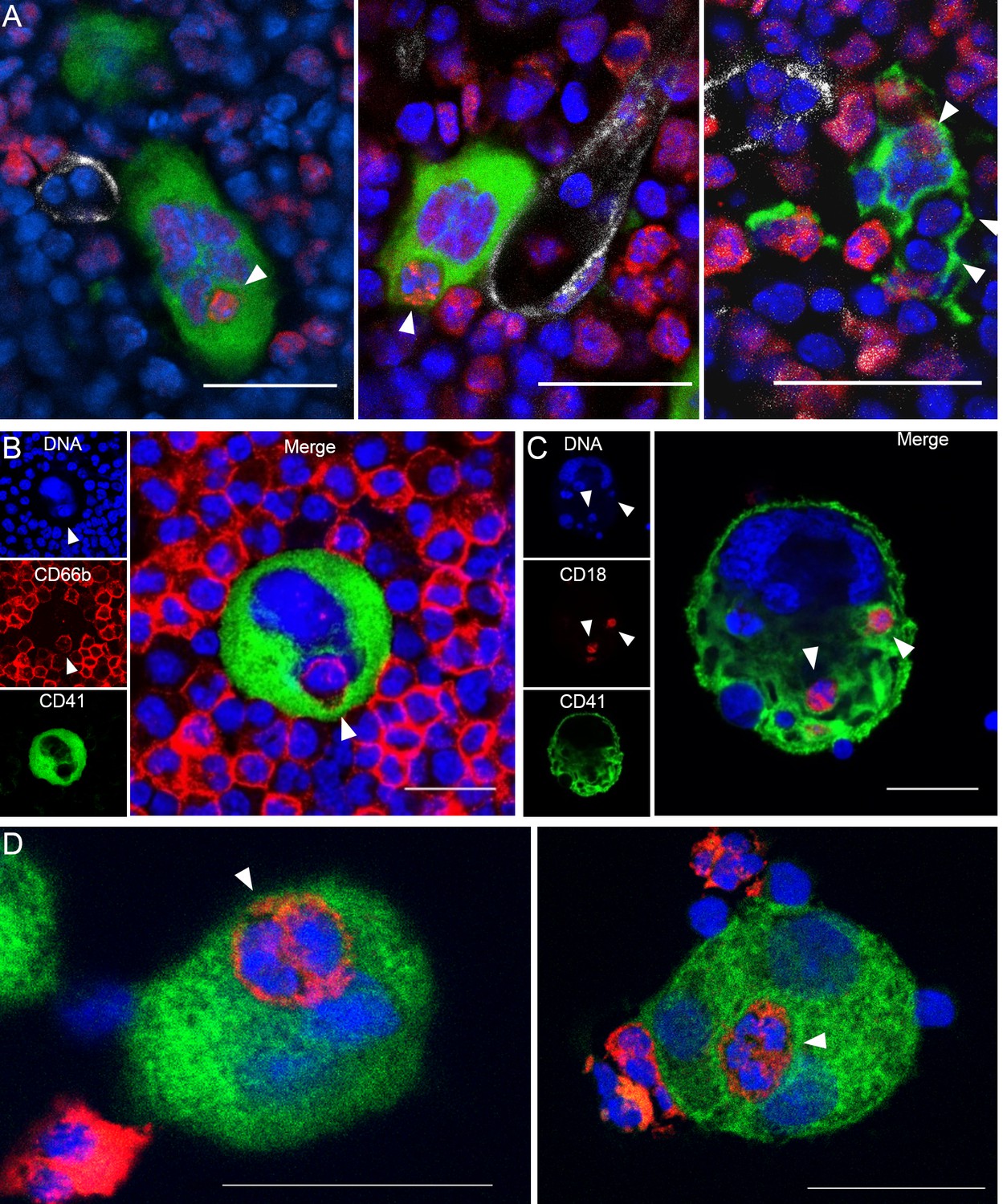 Figures and data in Megakaryocyte emperipolesis mediates membrane ...