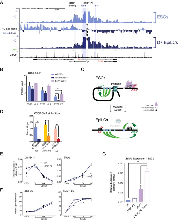 Figures and data in Dynamic enhancer partitioning instructs activation ...