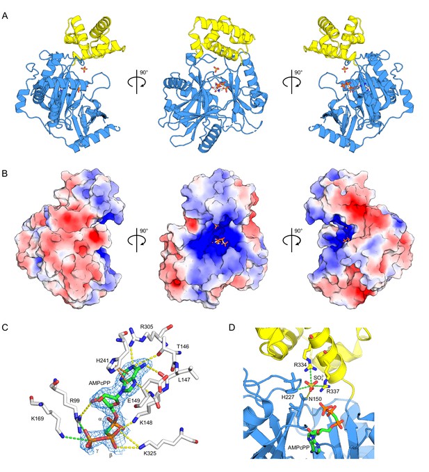 tRNA ligase structure reveals kinetic competition between non ...