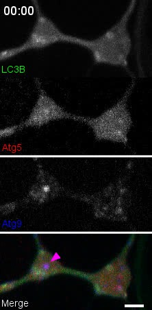 pga biogenesis anti aging