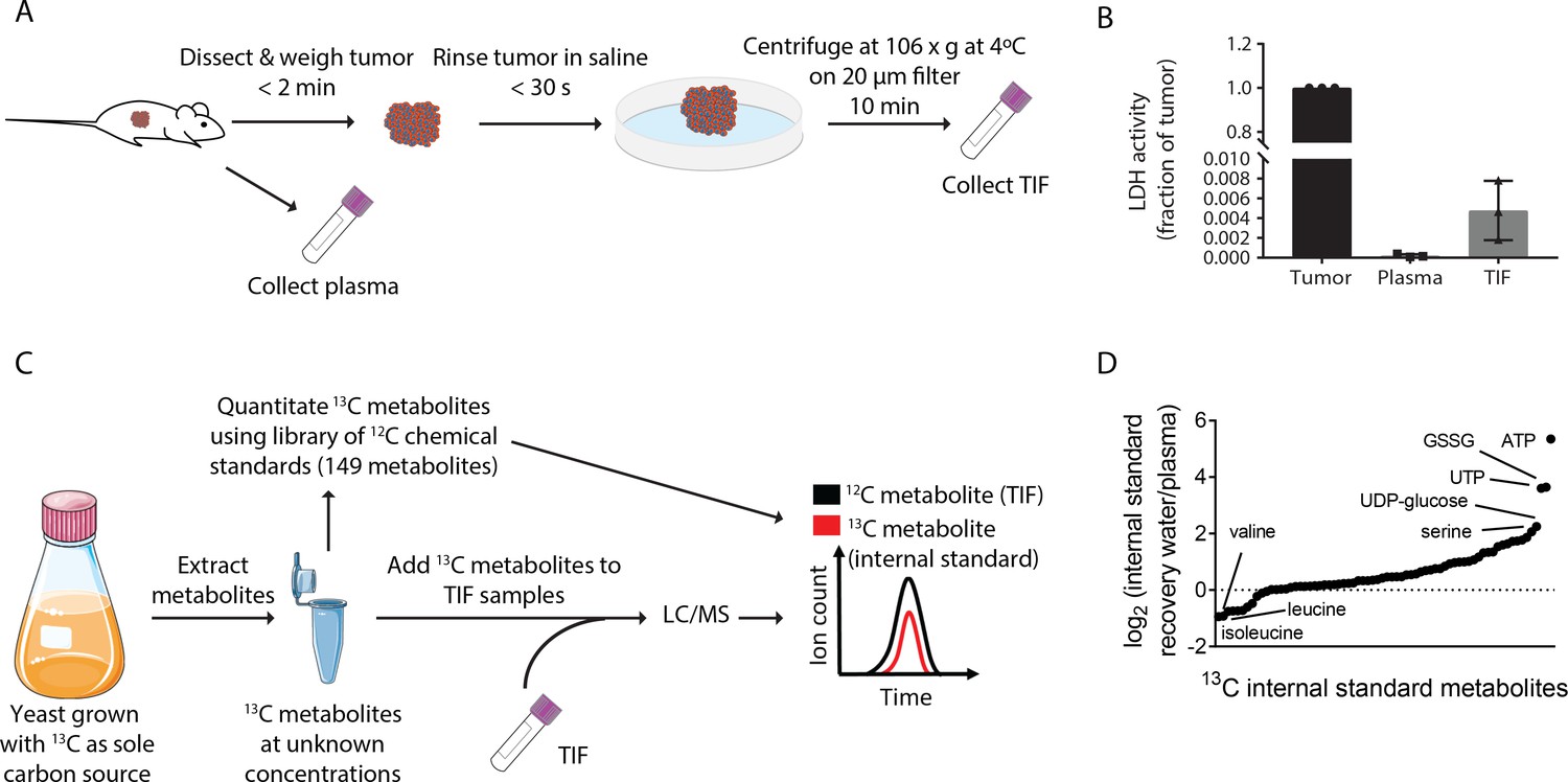 Quantification Of Microenvironmental Metabolites In Murine Cancers Reveals Determinants Of Tumor Nutrient Availability Elife