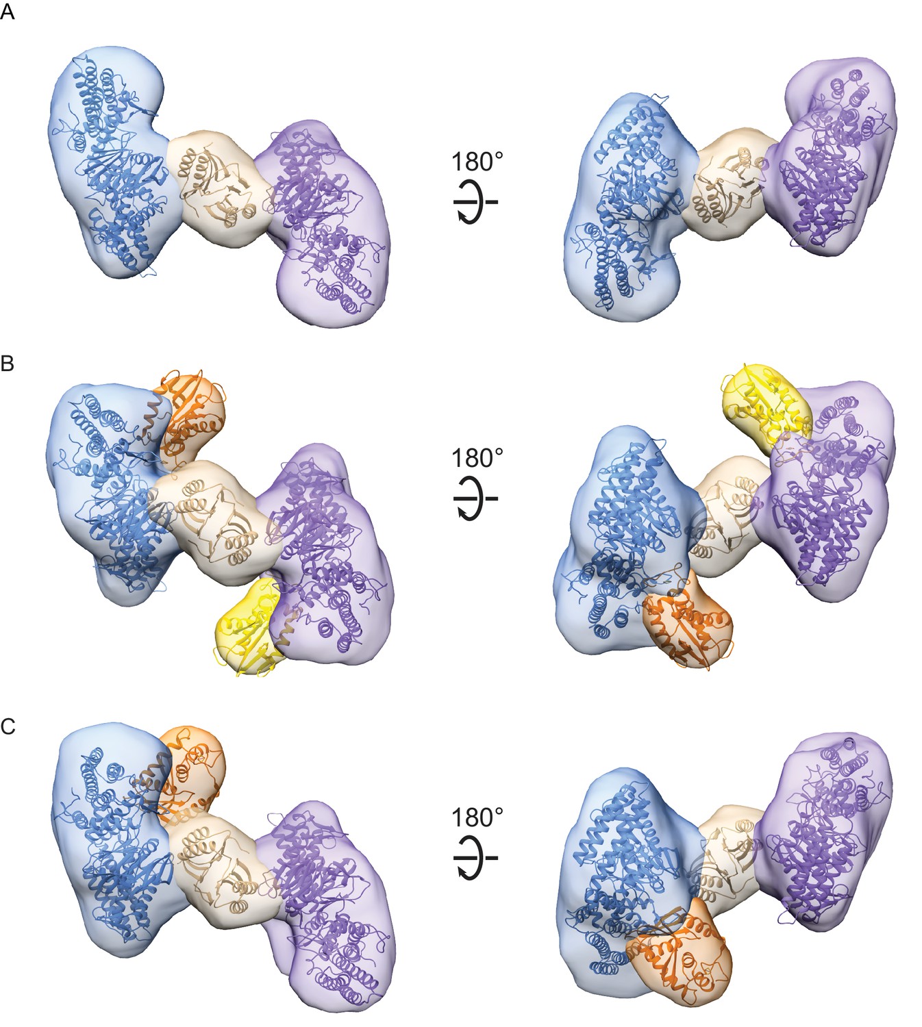 The Cas4-Cas1-Cas2 complex mediates precise prespacer processing during ...