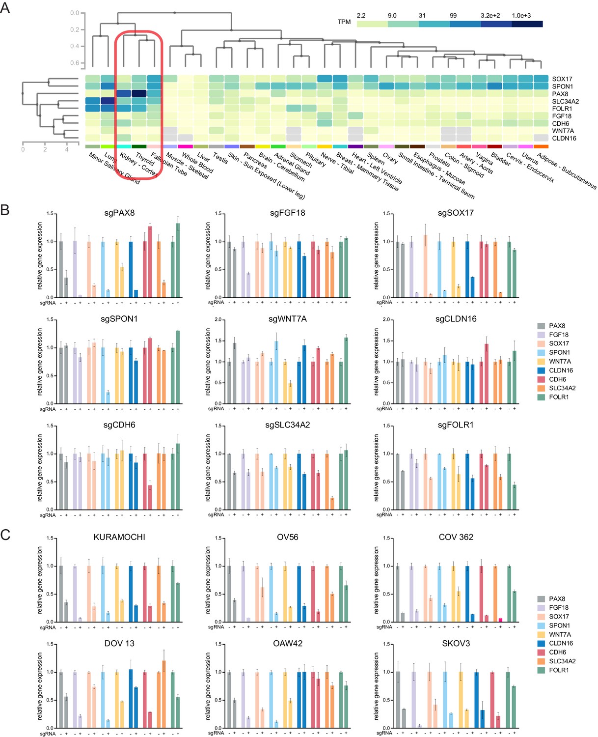 Figures And Data In PAX8 Regulon In Human Ovarian Cancer Links Lineage ...