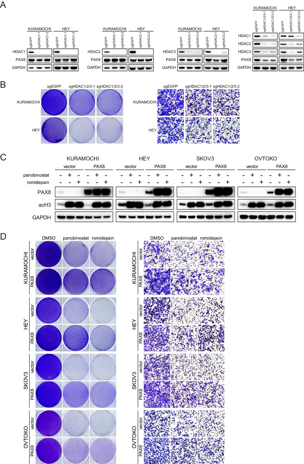 Figures And Data In PAX8 Regulon In Human Ovarian Cancer Links Lineage ...