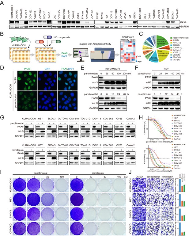 PAX8 Regulon In Human Ovarian Cancer Links Lineage Dependency With ...