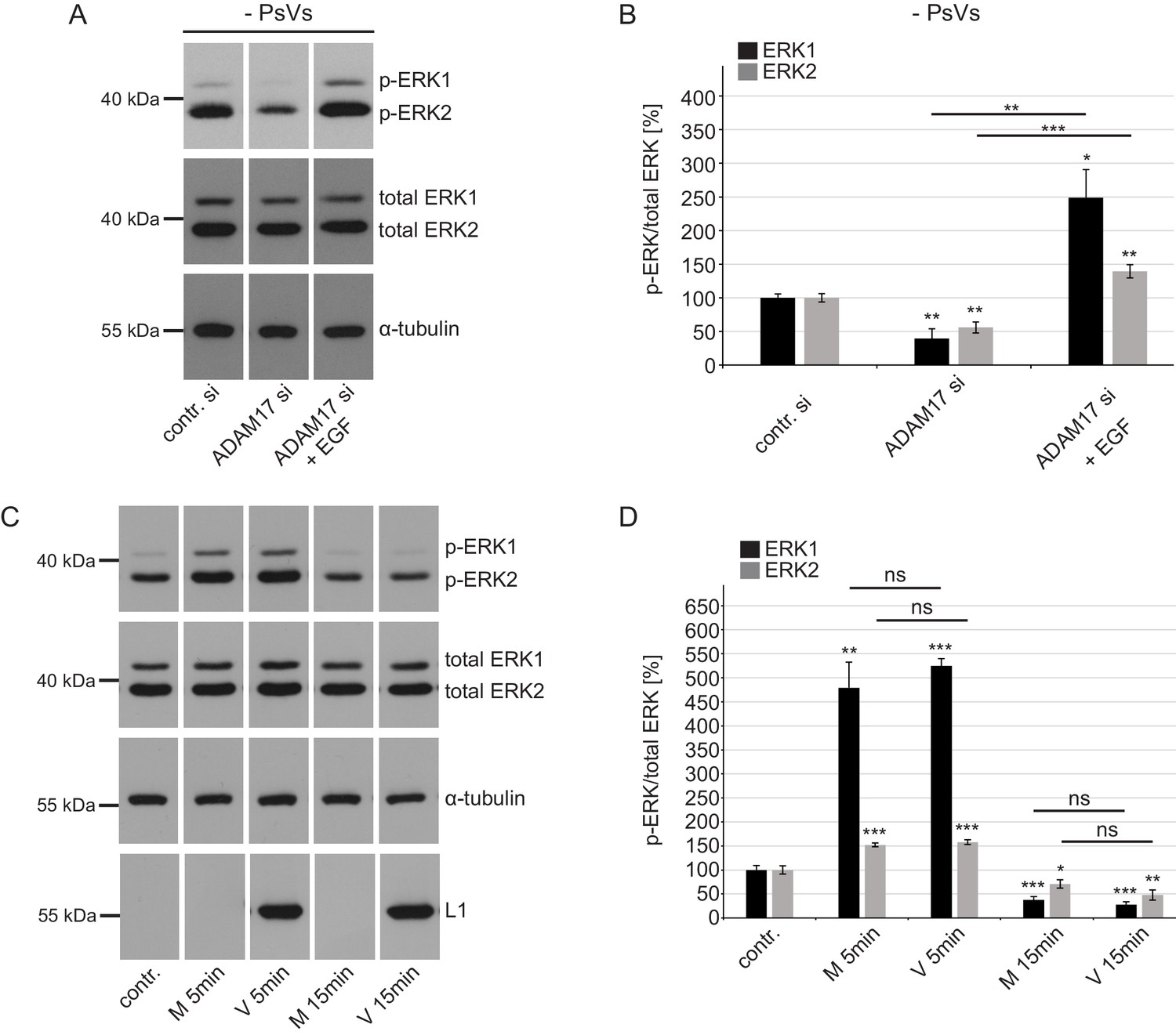 Figures and data in ADAM17-dependent signaling is required for ...