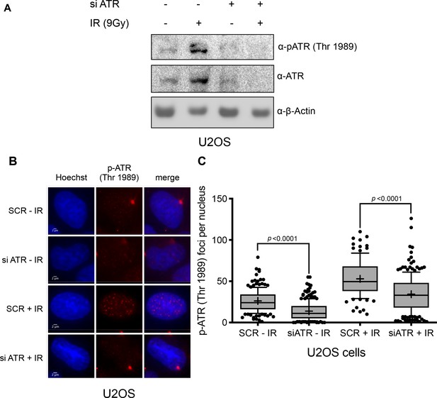 Figures And Data In Phosphorylation-mediated Interactions With TOPBP1 ...