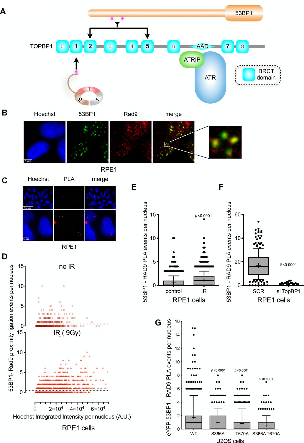 Phosphorylation-mediated Interactions With TOPBP1 Couple 53BP1 And 9-1 ...