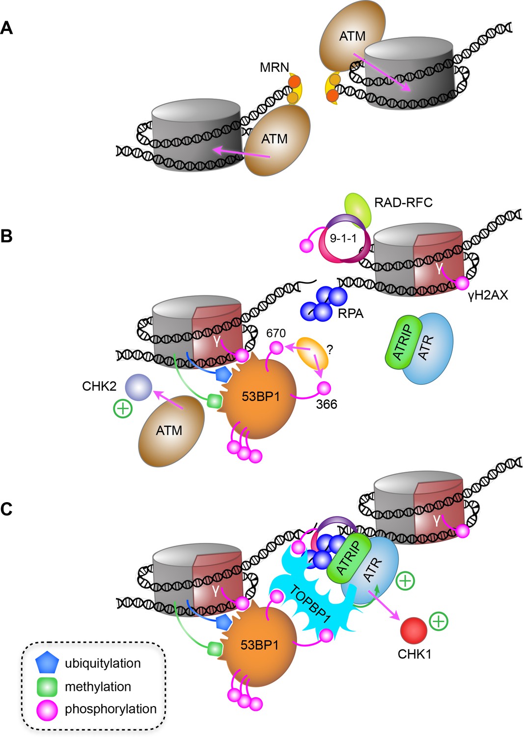 Phosphorylation-mediated Interactions With TOPBP1 Couple 53BP1 And 9-1 ...