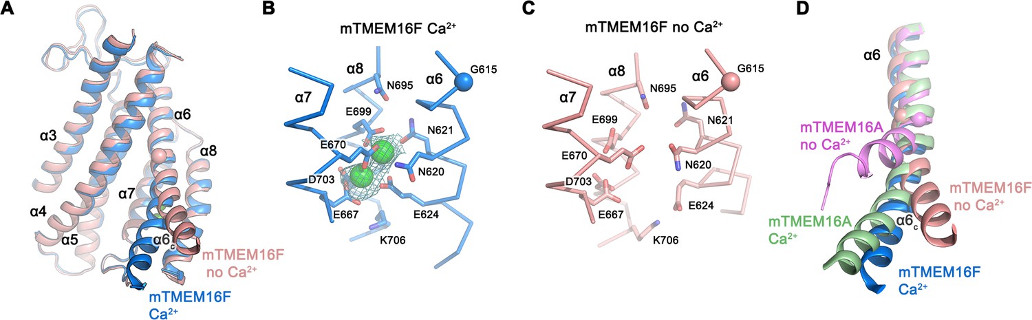 Figures and data in Cryo-EM structures and functional characterization ...