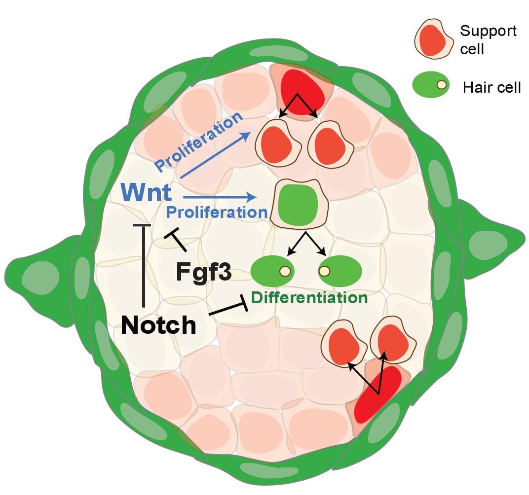 scRNA-Seq reveals distinct stem cell populations that drive hair cell  regeneration after loss of Fgf and Notch signaling | eLife