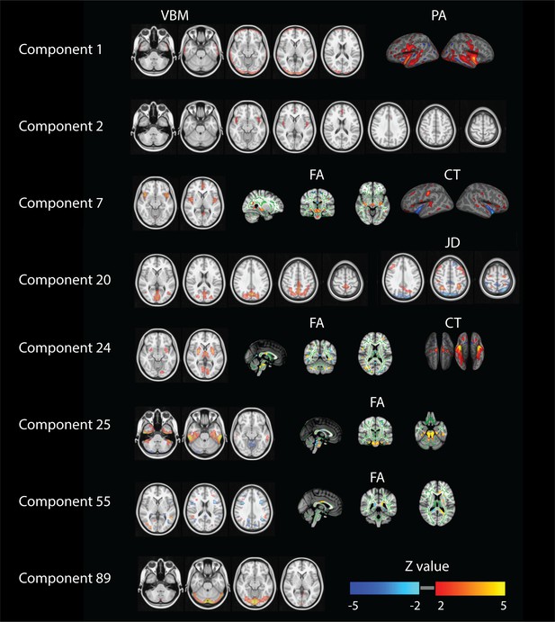 Inter-individual Differences In Human Brain Structure And Morphology ...