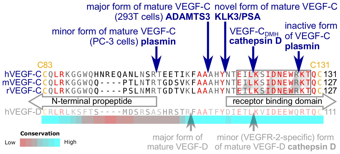 Klk3 Psa And Cathepsin D Activate Vegf C And Vegf D Elife