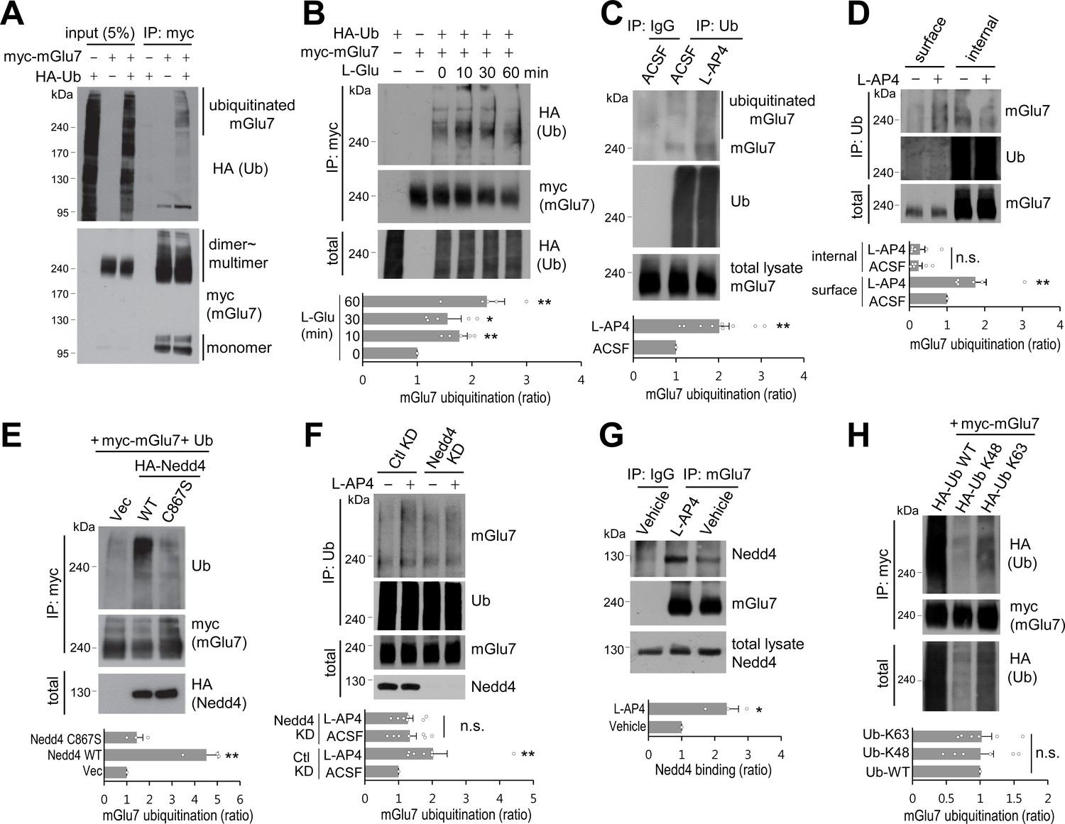 Nedd4 Ligase And Beta Arrestins Regulate Ubiquitination Trafficking And Stability Of The Mglu7 Receptor Elife