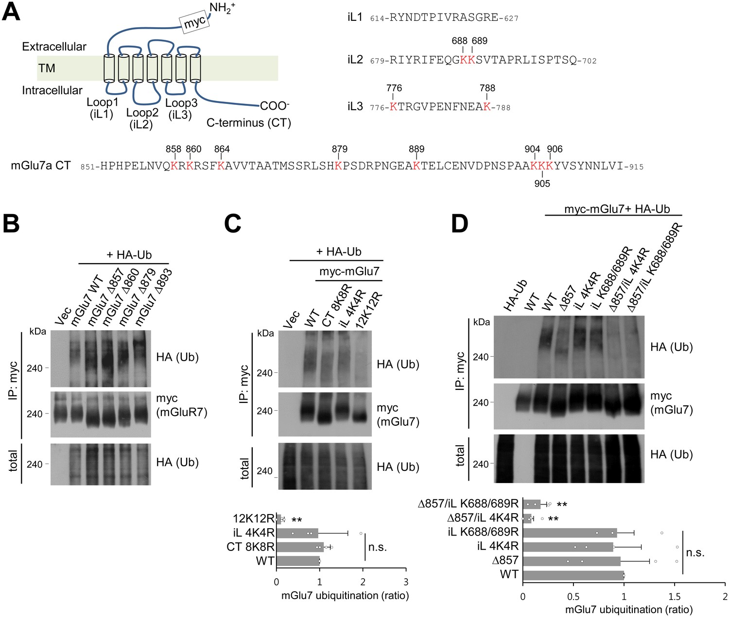 Nedd4 Ligase And Beta Arrestins Regulate Ubiquitination Trafficking And Stability Of The Mglu7 Receptor Elife