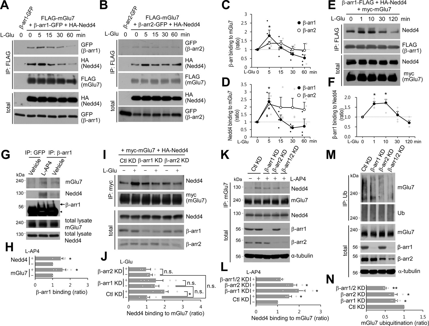 Nedd4 Ligase And Beta Arrestins Regulate Ubiquitination Trafficking And Stability Of The Mglu7 Receptor Elife