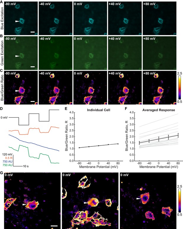 Figures And Data In Optical Estimation Of Absolute Membrane Potential 