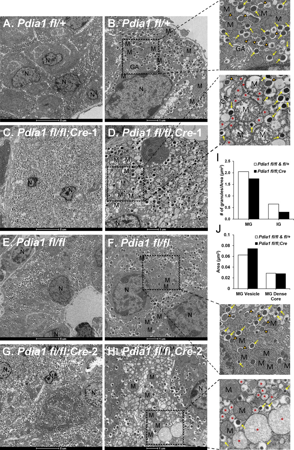 Pdia1 P4hb Is Required For Efficient Proinsulin Maturation And Ss Cell Health In Response To Diet Induced Obesity Elife