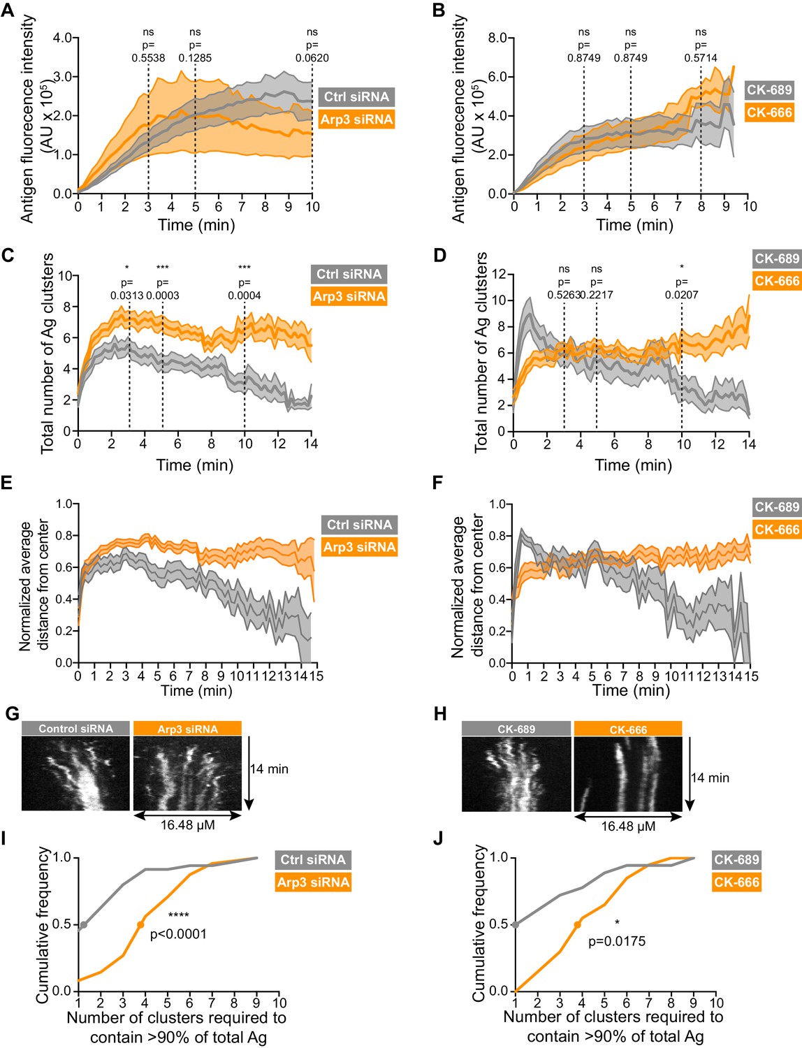 Figures And Data In Arp2/3 Complex-driven Spatial Patterning Of The BCR ...