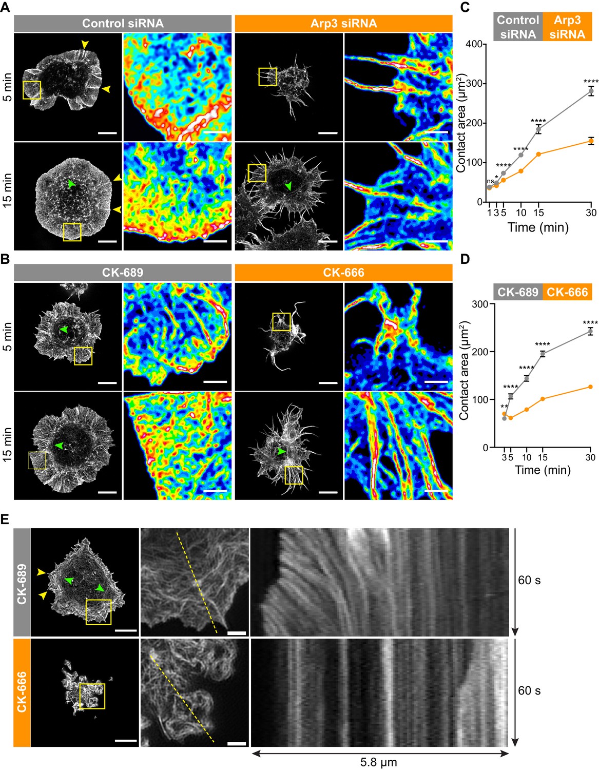 Arp2/3 complex-driven spatial patterning of the BCR enhances immune ...