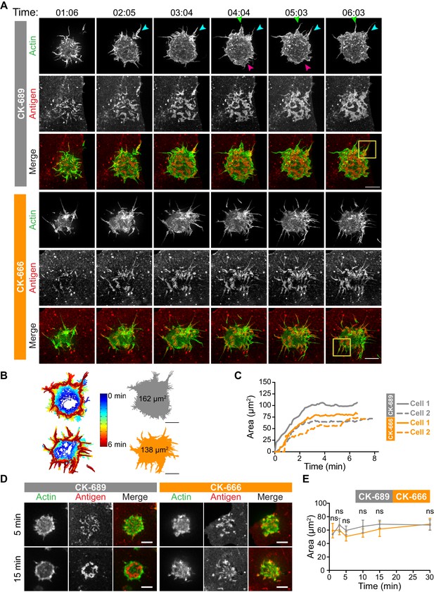 Arp2/3 Complex-driven Spatial Patterning Of The BCR Enhances Immune ...