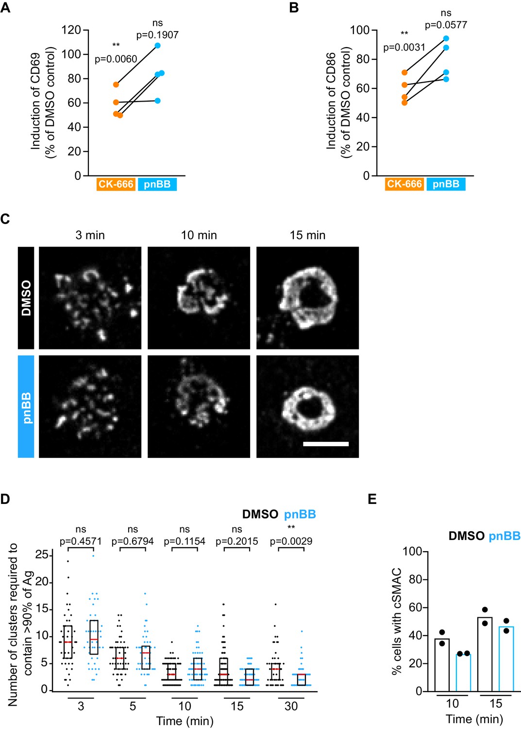 Figures And Data In Arp2/3 Complex-driven Spatial Patterning Of The BCR ...