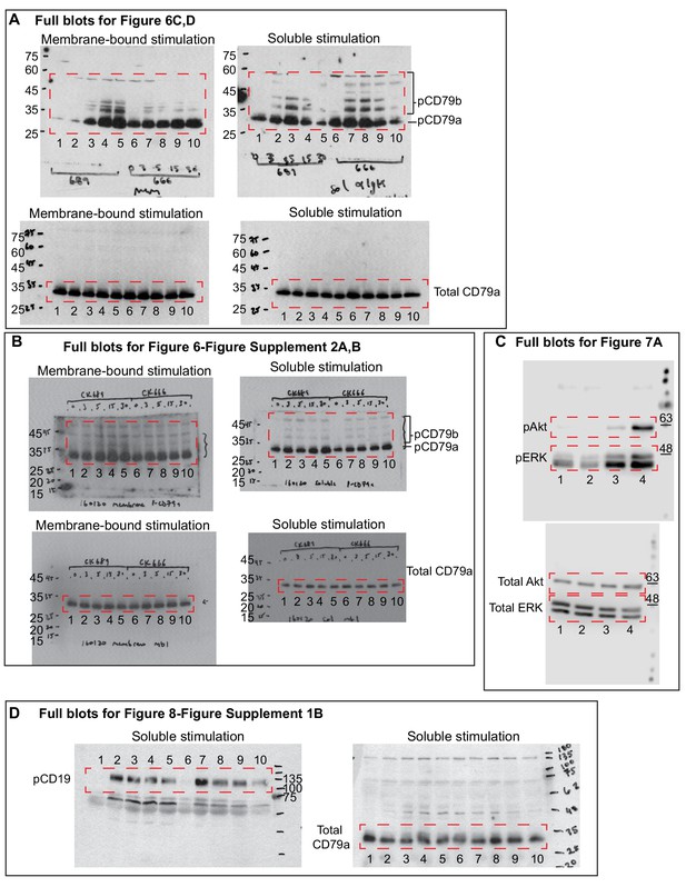 Figures And Data In Arp2/3 Complex-driven Spatial Patterning Of The BCR ...