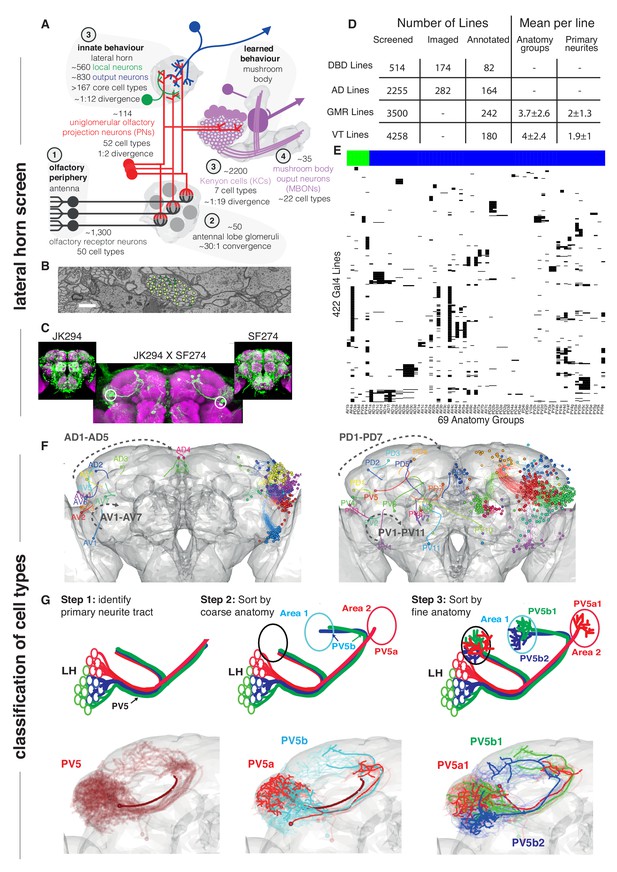 functional-and-anatomical-specificity-in-a-higher-olfactory-centre-elife