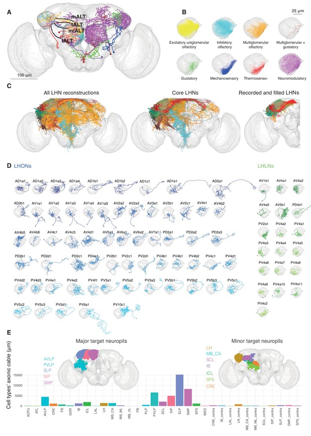 functional-and-anatomical-specificity-in-a-higher-olfactory-centre-elife