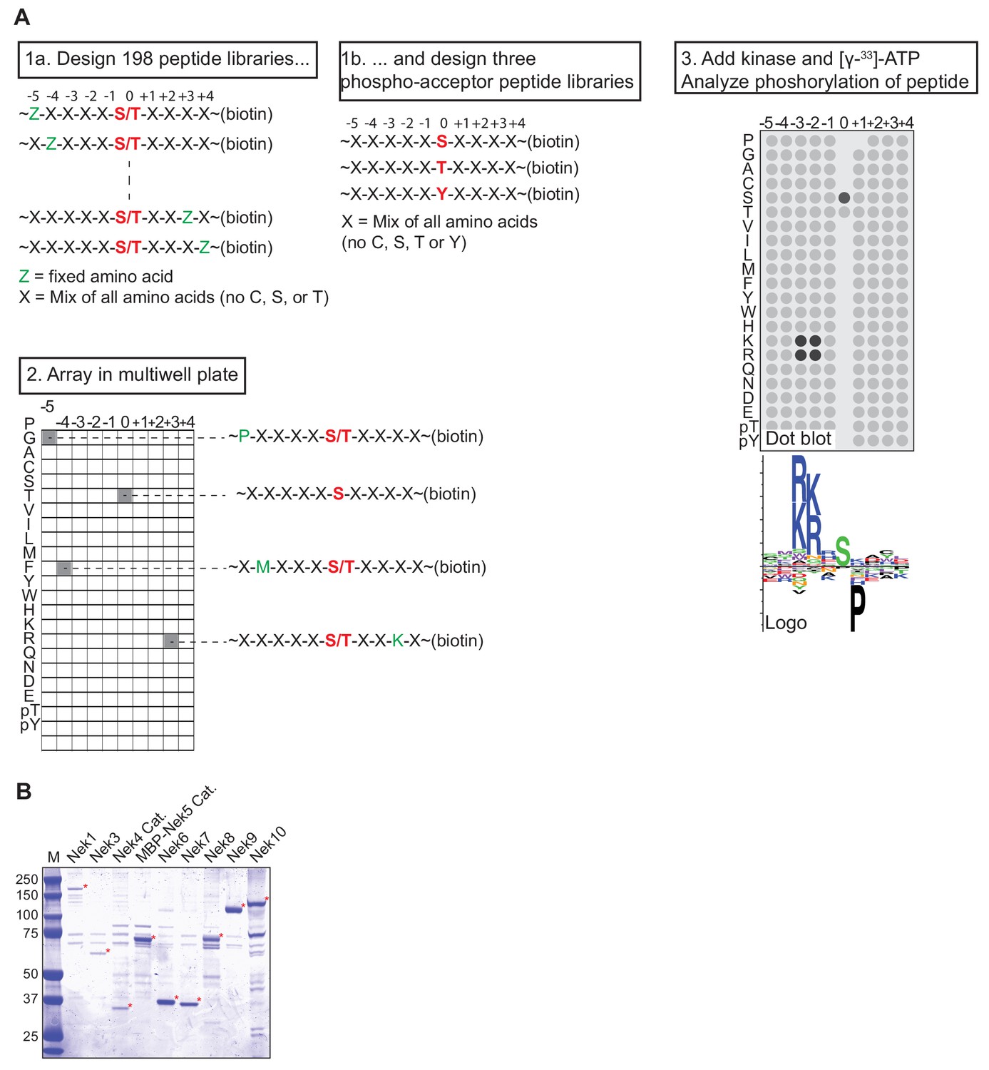 Comprehensive Substrate Specificity Profiling Of The Human Nek Kinome Reveals Unexpected Signaling Outputs Elife