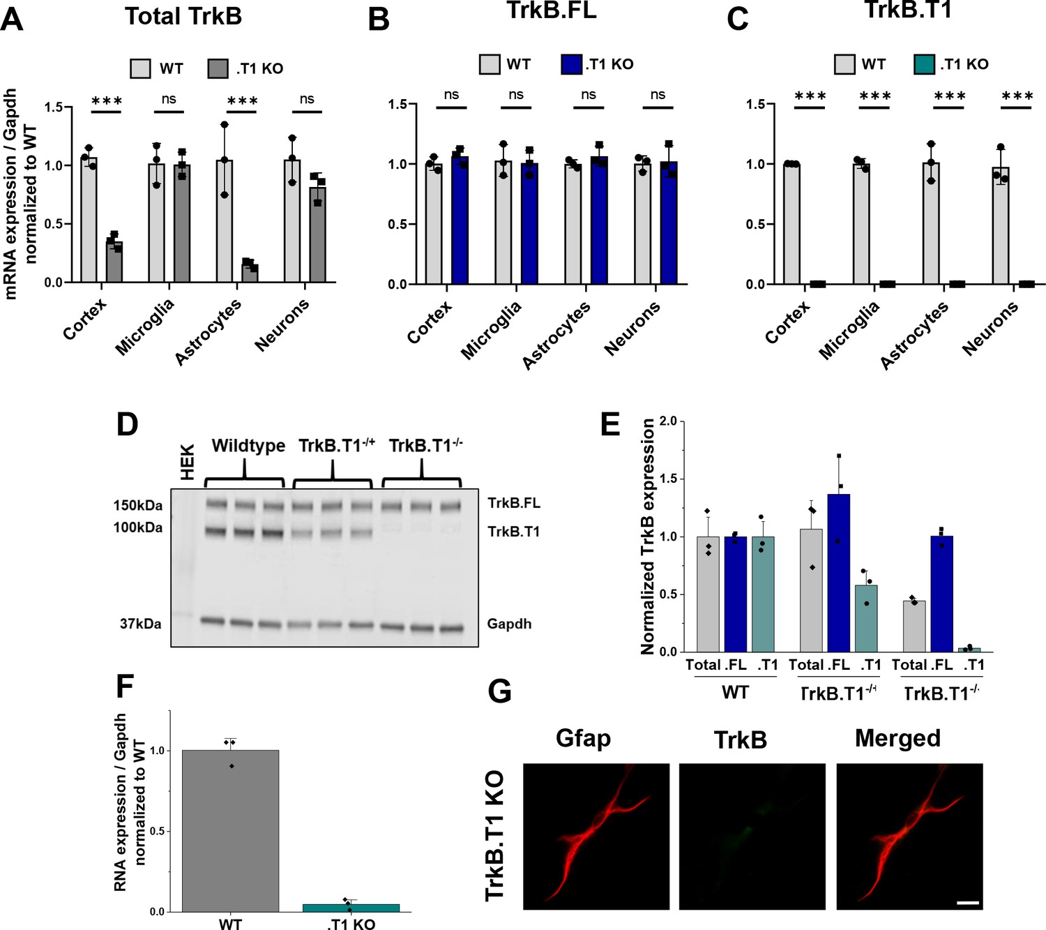 Figures And Data In Astrocyte Morphogenesis Is Dependent On BDNF