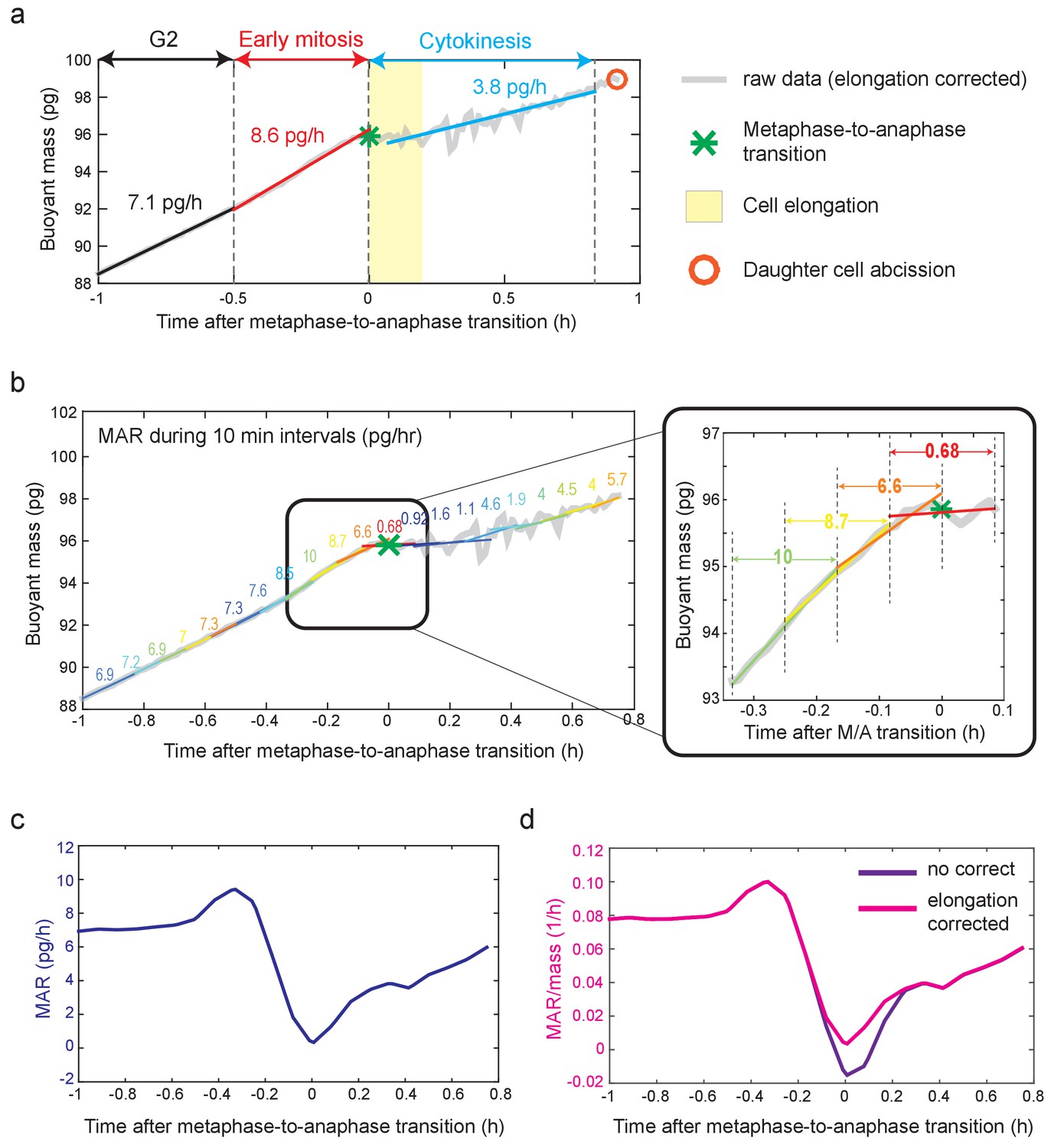 Figures And Data In Mammalian Cell Growth Dynamics In Mitosis | ELife