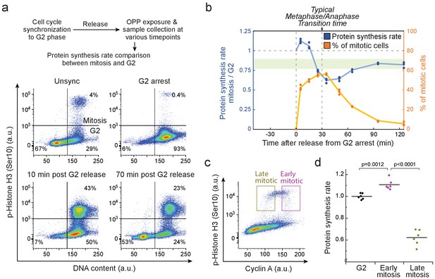 Mammalian Cell Growth Dynamics In Mitosis | ELife