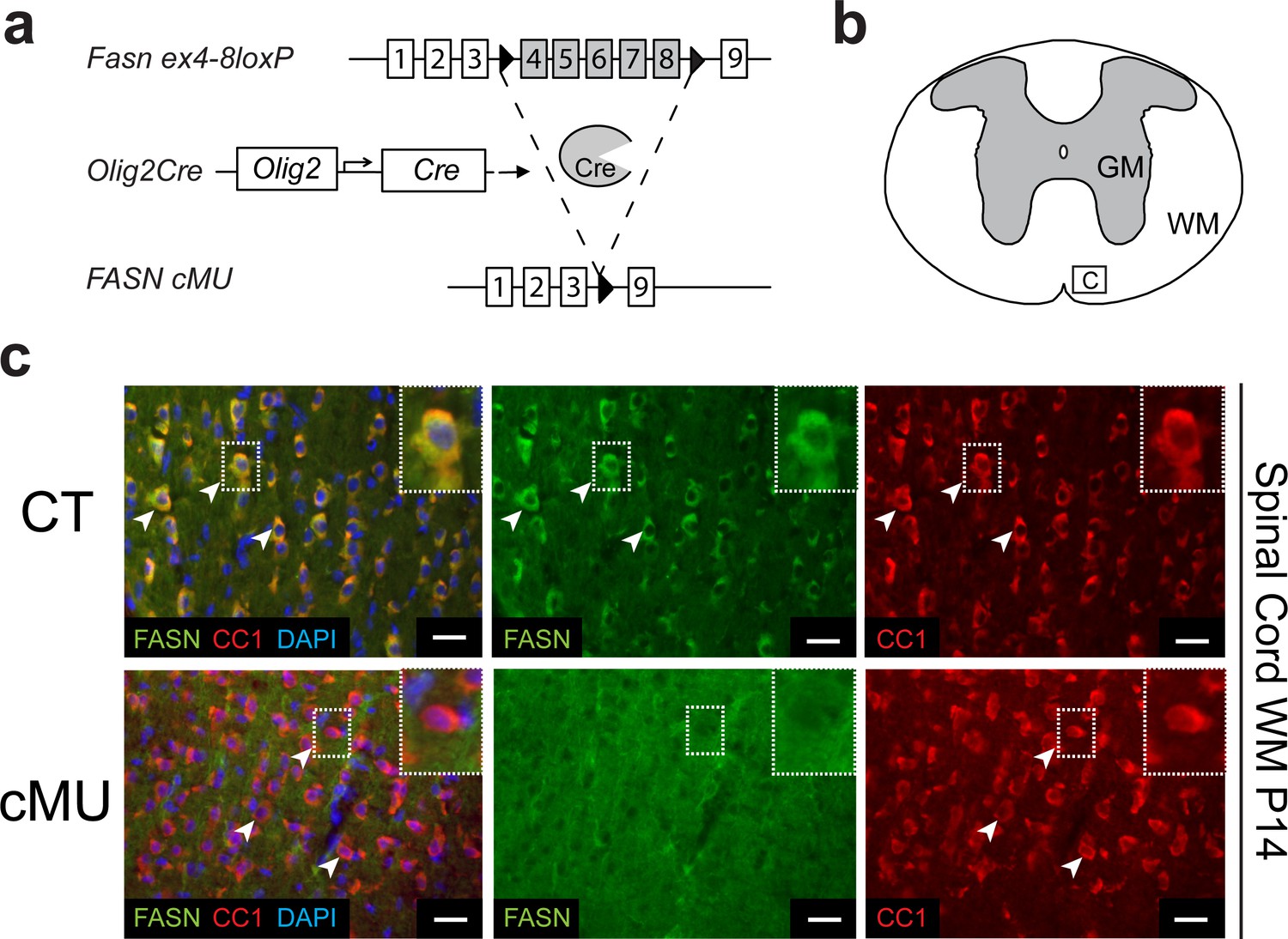 CNS myelination and remyelination depend on fatty acid synthesis by ...