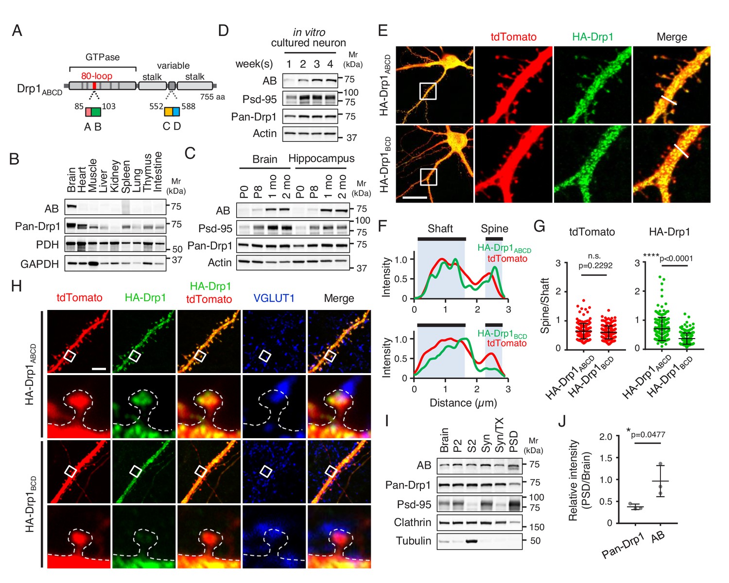 Brain Specific Drp1 Regulates Postsynaptic Endocytosis And Dendrite Formation Independently Of