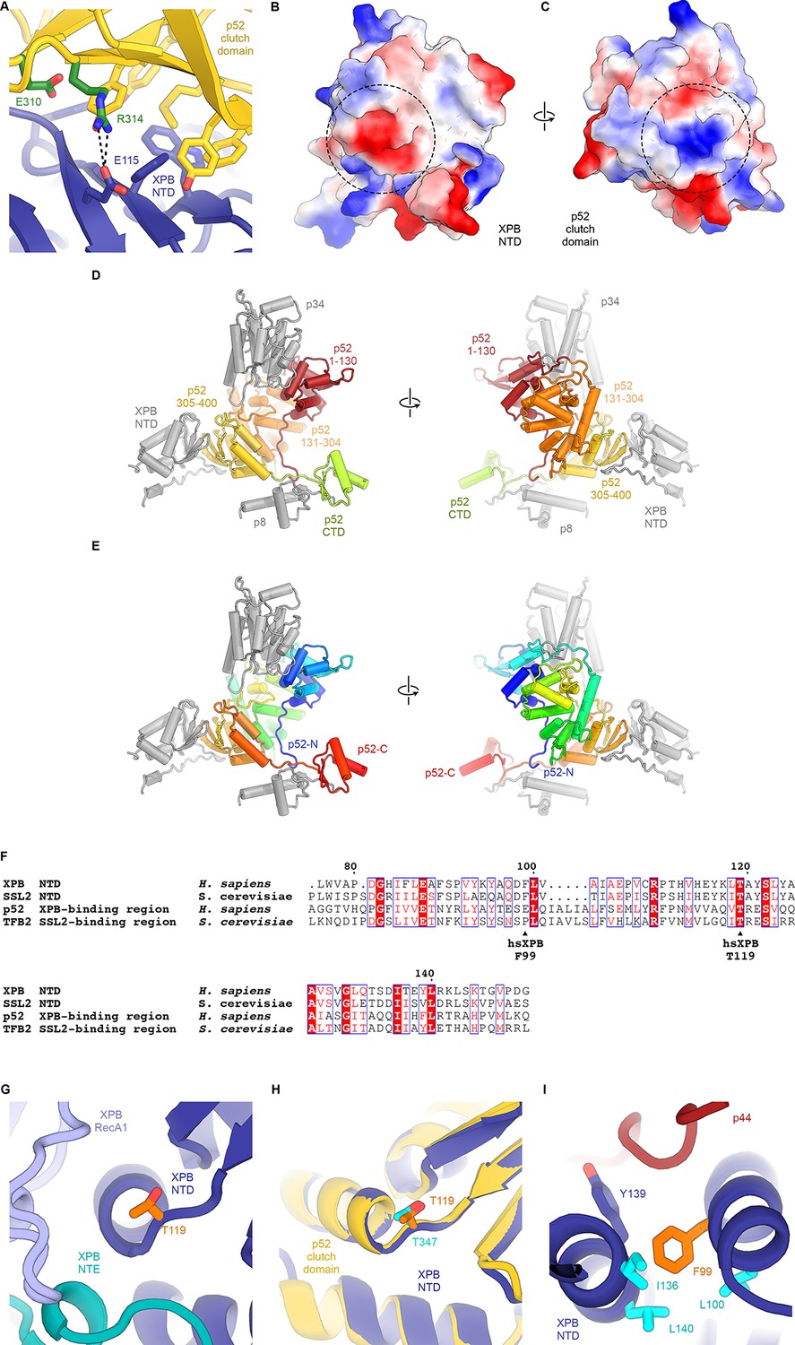 The Complete Structure Of The Human Tfiih Core Complex Elife