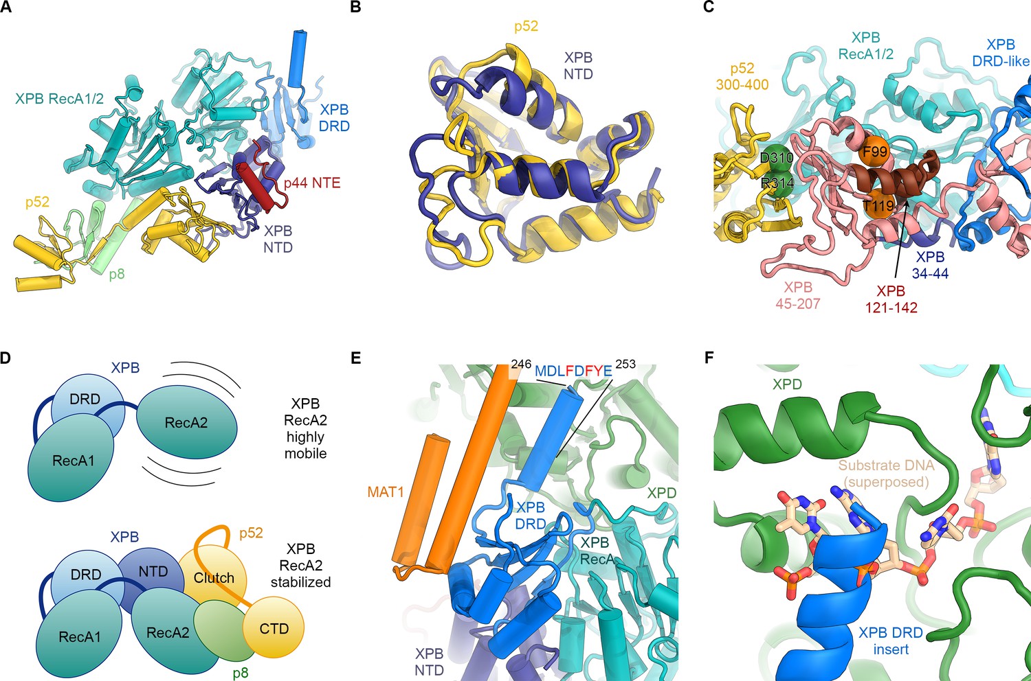 Figures And Data In The Complete Structure Of The Human TFIIH Core ...