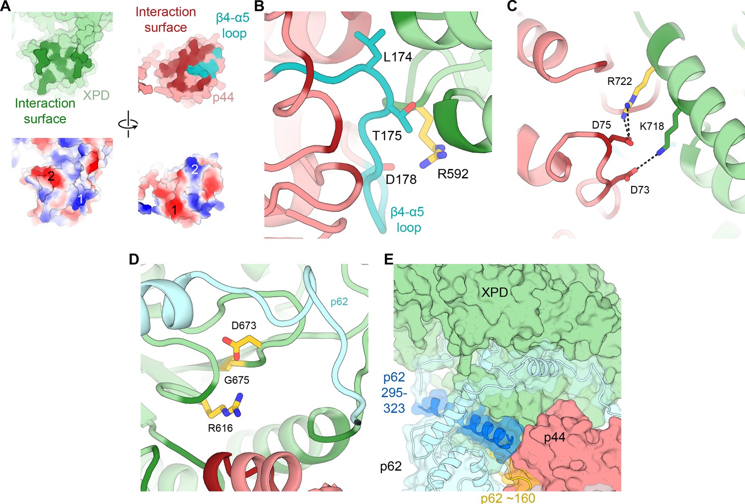 Figures And Data In The Complete Structure Of The Human TFIIH Core ...