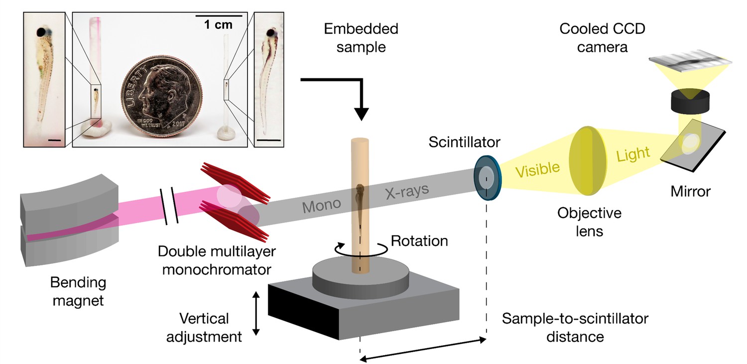 Computational 3D histological phenotyping of whole zebrafish by X