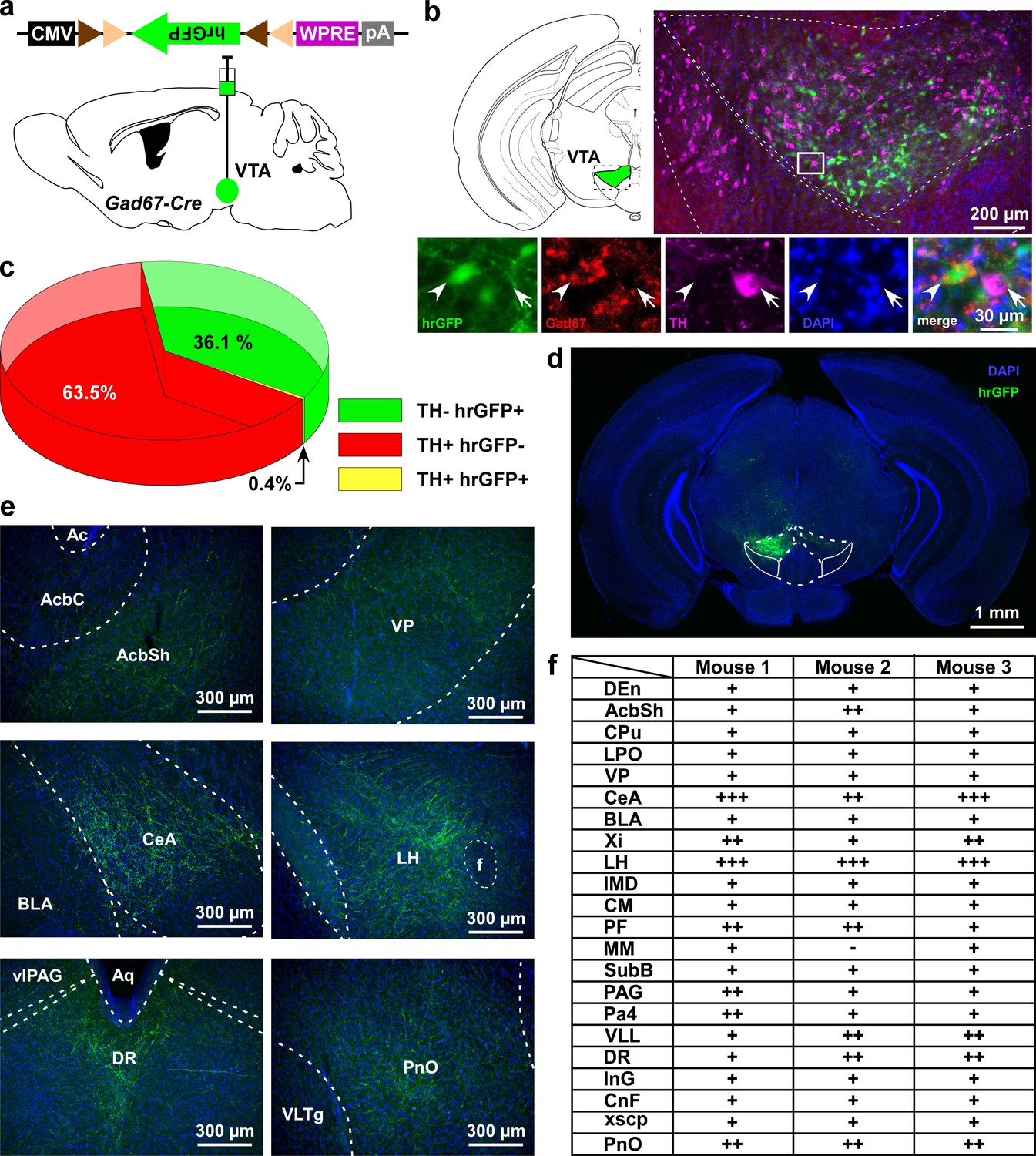 Gaba Neurons In The Ventral Tegmental Area Regulate Non Rapid Eye