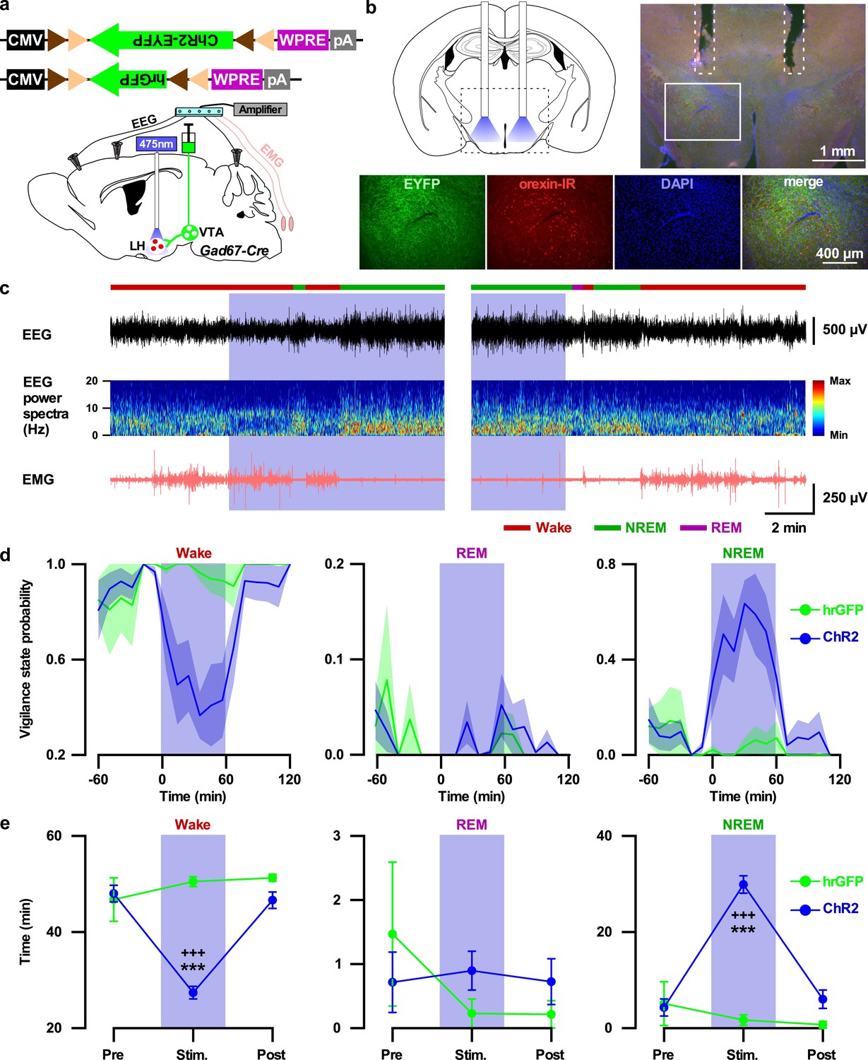 Figures And Data In Gaba Neurons In The Ventral Tegmental Area Regulate