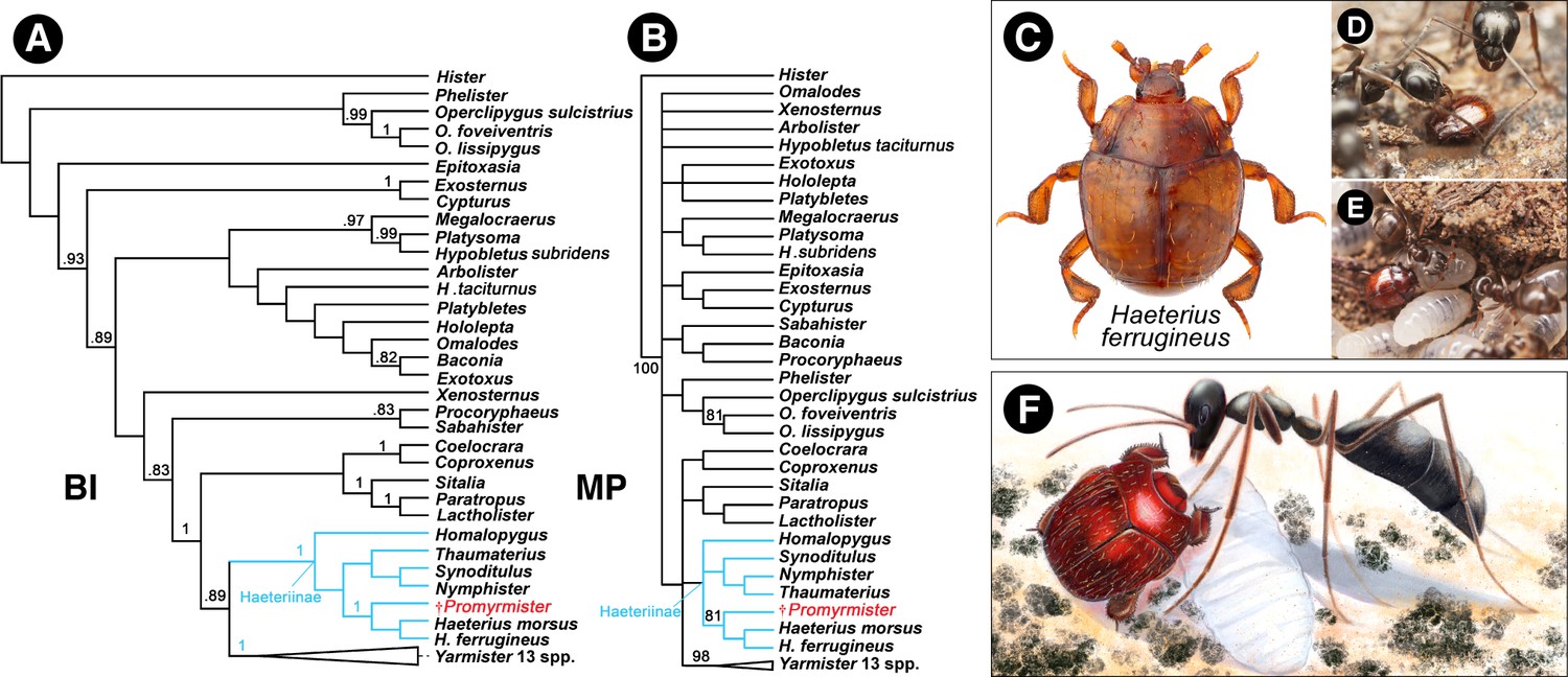 A Mesozoic clown beetle myrmecophile (Coleoptera: Histeridae