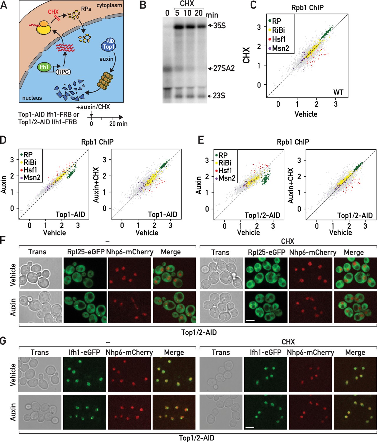 Figures And Data In A Ribosome Assembly Stress Response Regulates ...