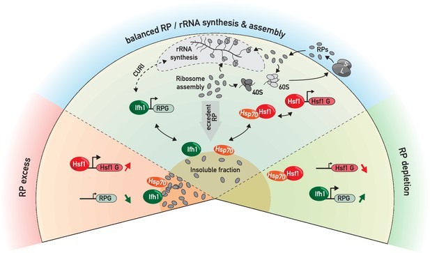 Figures And Data In A Ribosome Assembly Stress Response Regulates ...