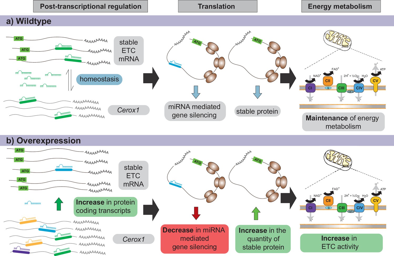 Figures and data in The long non-coding RNA Cerox1 is a post ...